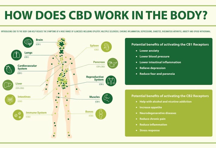 How does CBD work in the body?