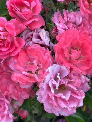 Summer Roses in Bright Pink