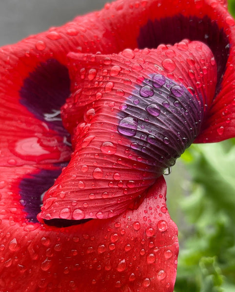 raindrops on a red and purple poppy