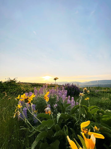 Rowena Crest Wildflowers at Sunset