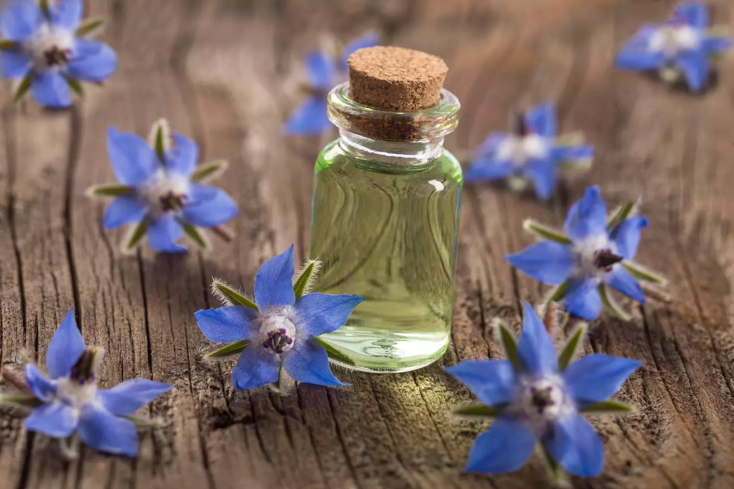 Borage oil