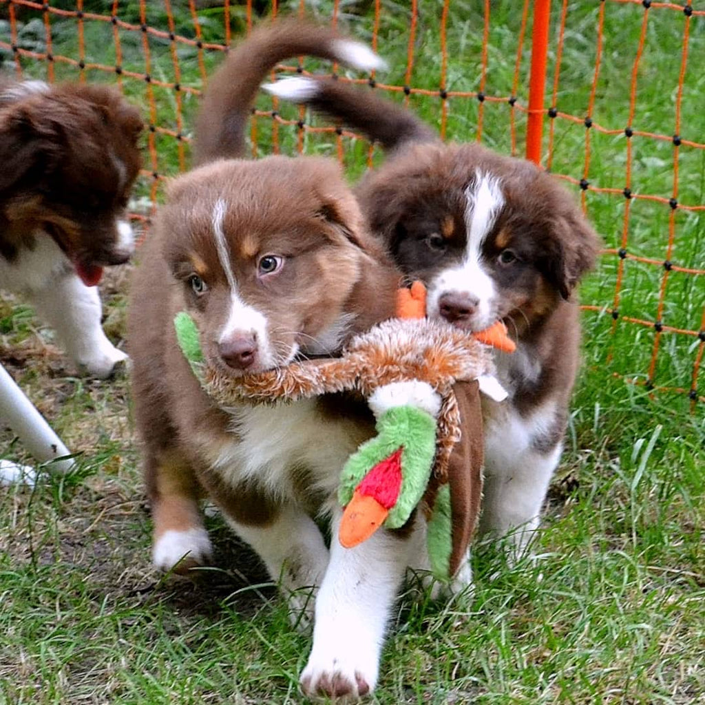 Puppy recall - training on the tow leash - Pawsome dog blog Vienna