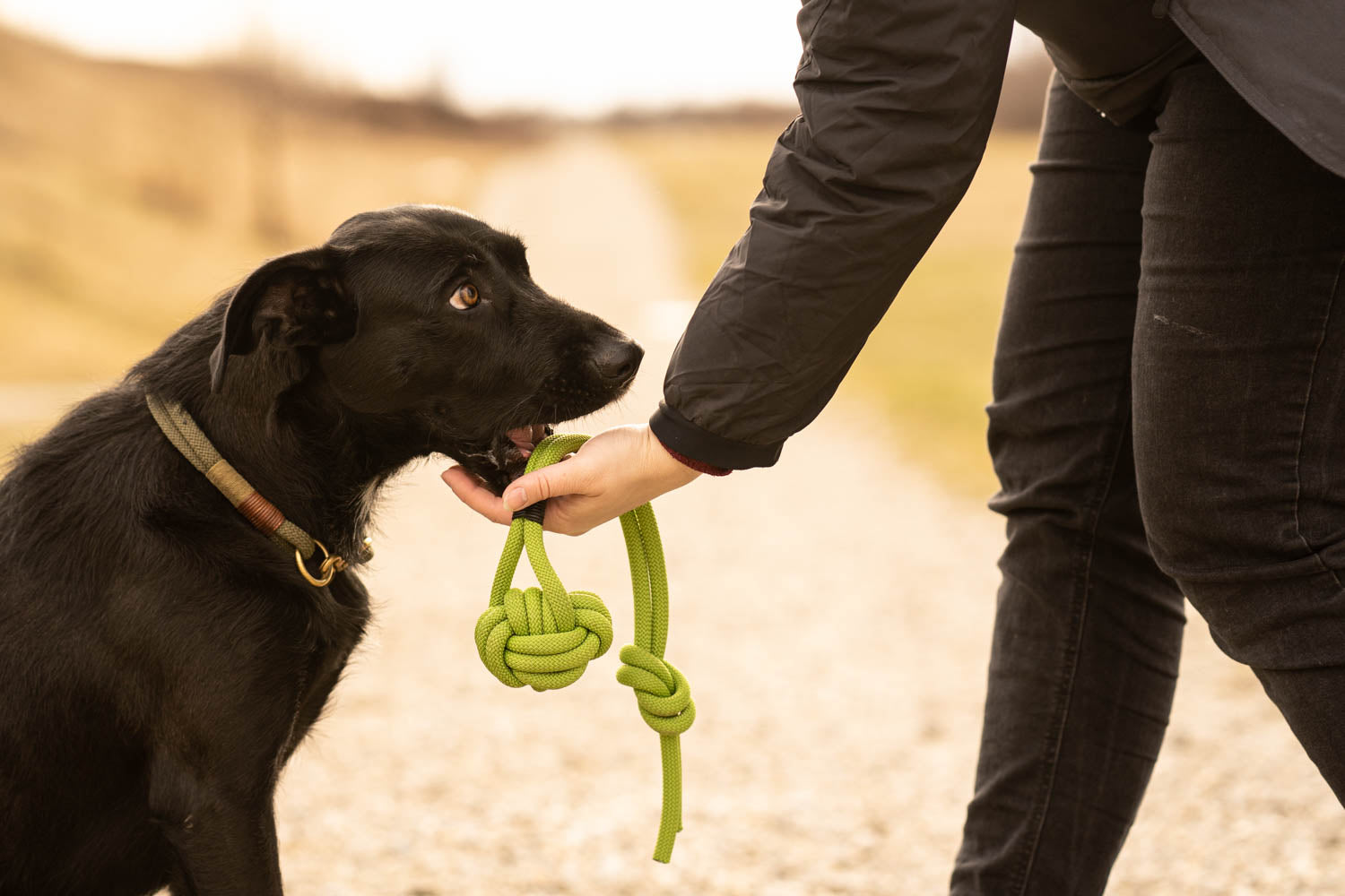 This article provides a realistic insight into the basics of dog training and the 5 best commands for every dog. This picture shows the command 'Off'.