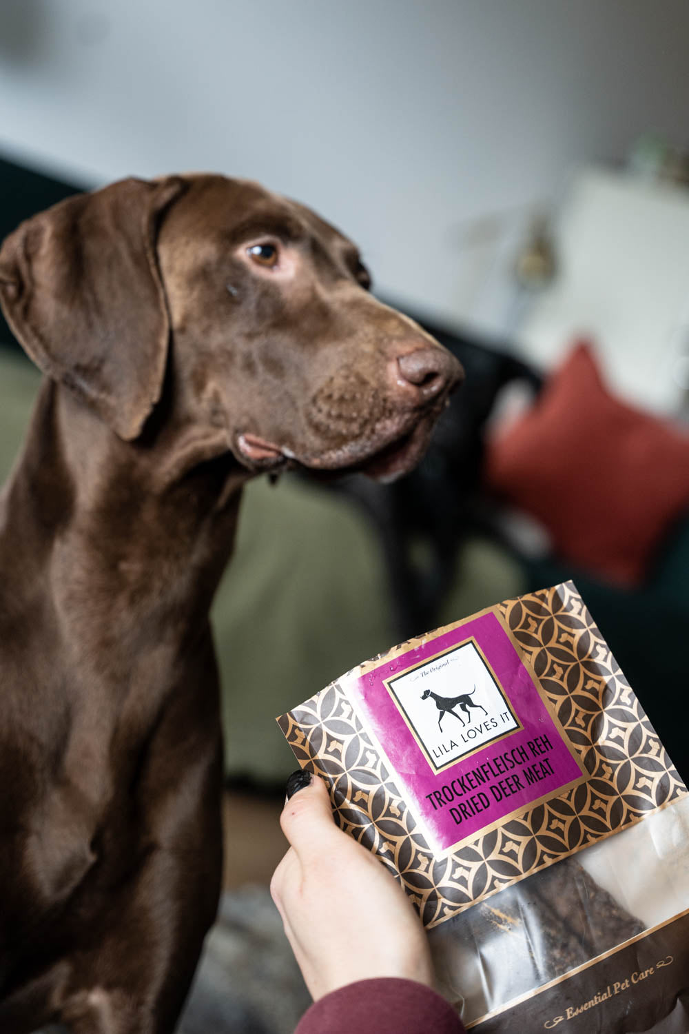 This article provides a realistic insight into the basics of dog training and the 5 best commands for every dog. This picture shows the 'Dry Food Horse' treats from LILA LOVES IT.