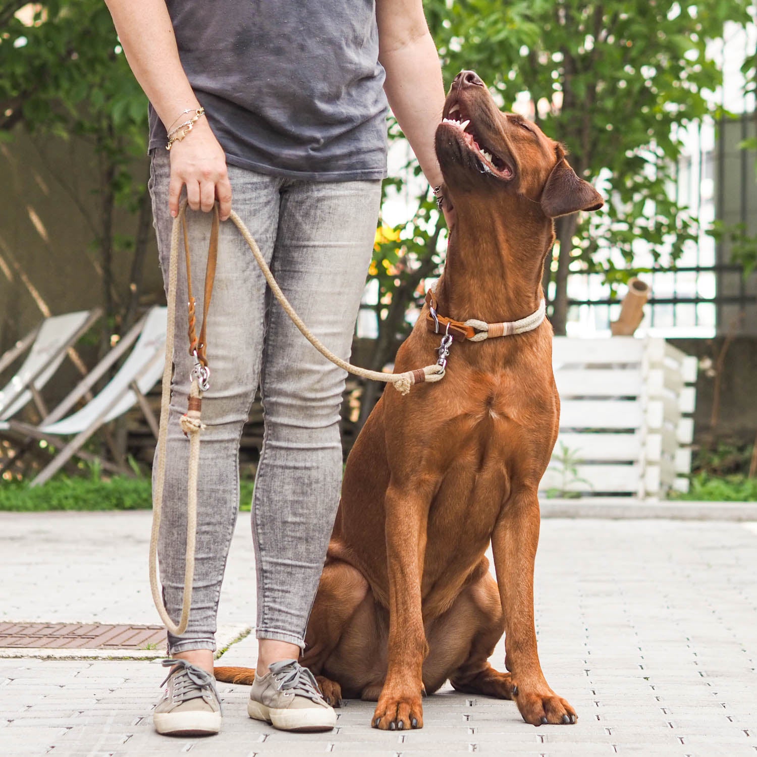 This article provides a realistic insight into the basics of dog training and the 5 best commands for every dog. This picture shows walking on a leash.