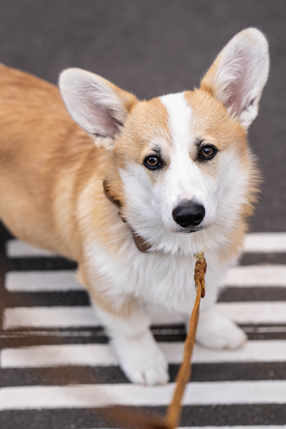 In diesem Beitrag gibt es einen realistischen Einblick in Grundlage der Hunderziehung und die 5 besten Kommandos für jeden Hund. Dieses Bild zeigt das Kommando 'Warte'.