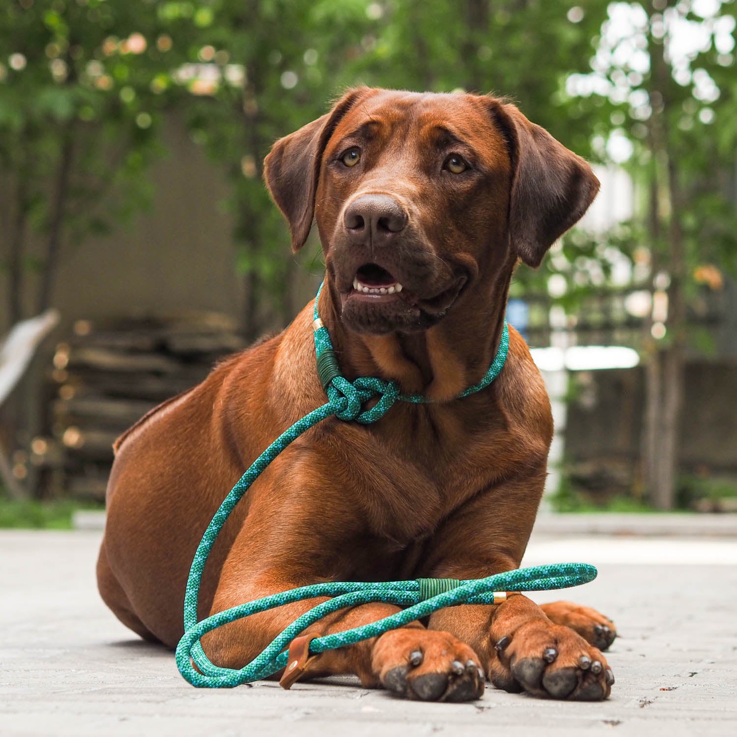 This article provides a realistic insight into the basics of dog training and the 5 best commands for every dog. This picture shows the command 'place'.