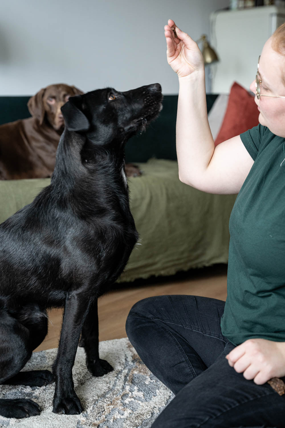 This article provides a realistic insight into the basics of dog training and the 5 best commands for every dog. This picture shows the command 'Sit' with hand signals.