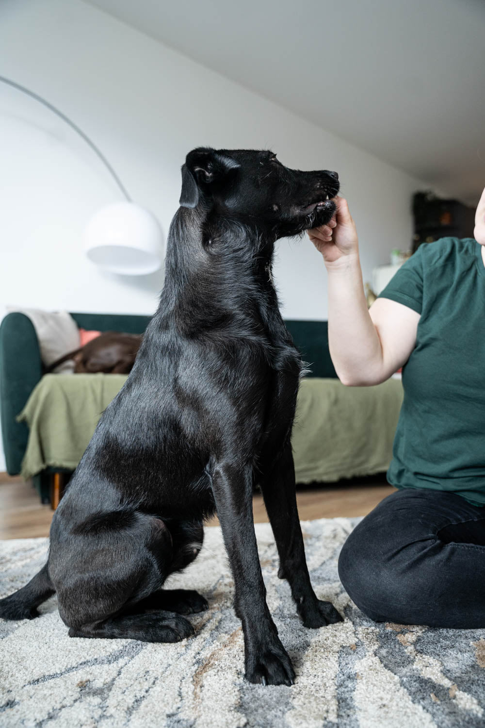 This article provides a realistic insight into the basics of dog training and the 5 best commands for every dog. This picture shows the command 'Sit'.