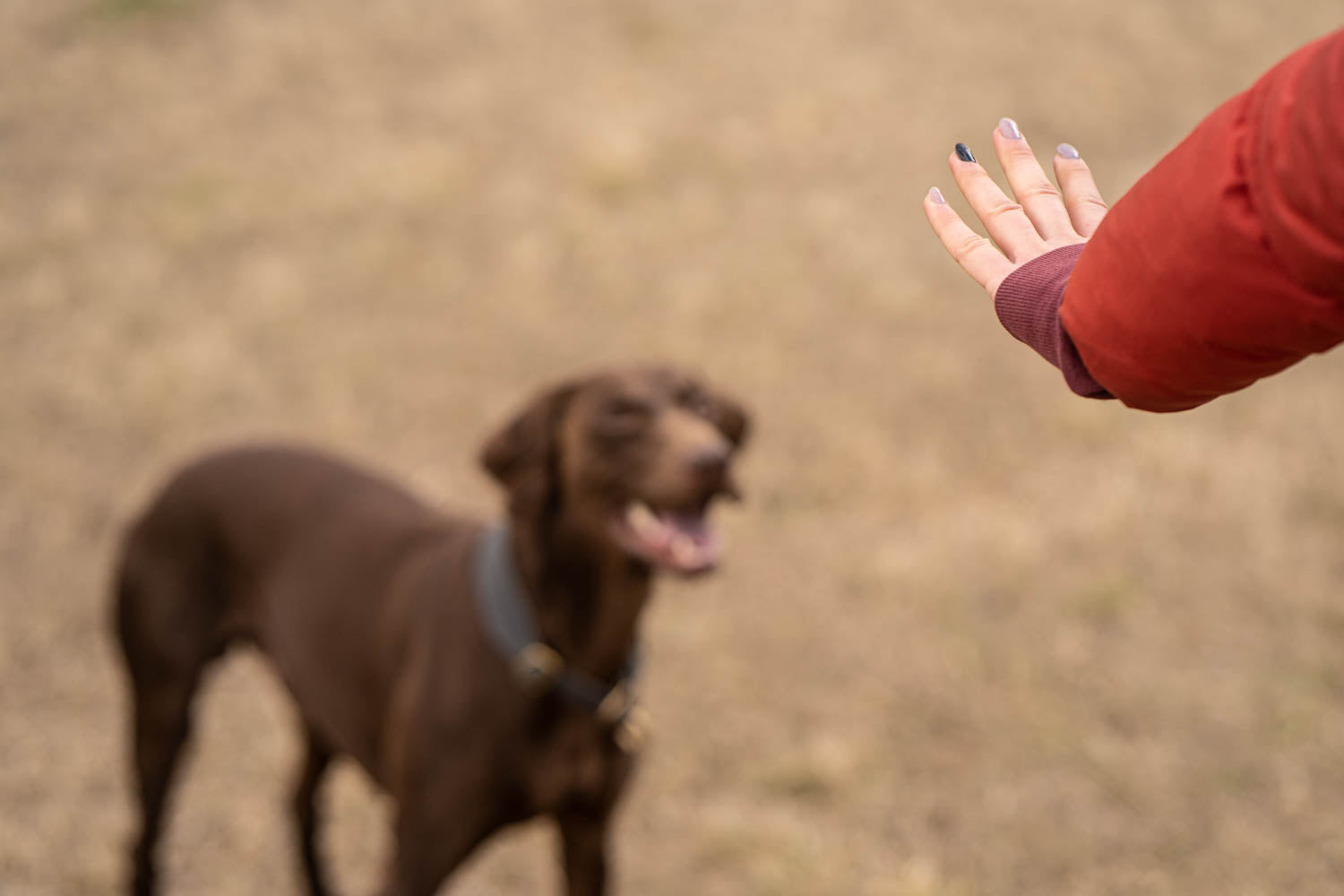 This article provides a realistic insight into the basics of dog training and the 5 best commands for every dog. This picture shows the command 'Stop'.