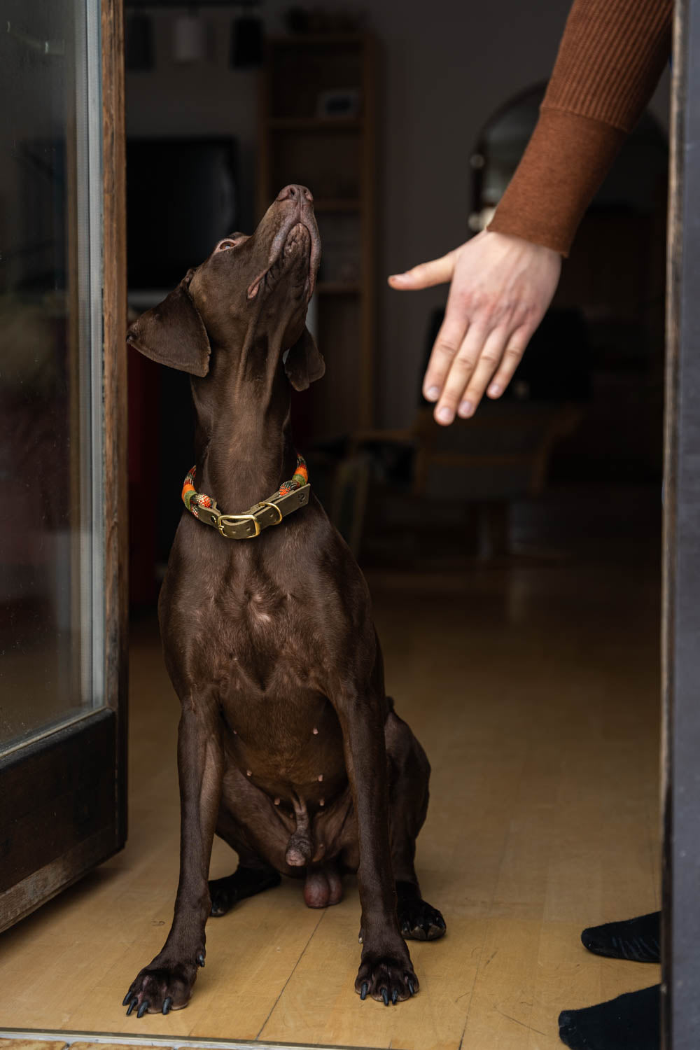 This article provides a realistic insight into the basics of dog training and the 5 best commands for every dog. This image shows the command 'Wait'.