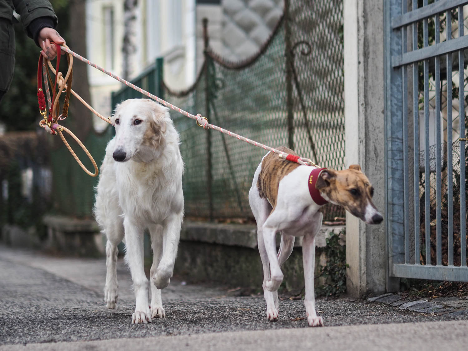 This picture is part of the blog article 'With 7 tips for the ideal leash walk for your dog and you'. It shows two dogs walking relaxed on a leash.