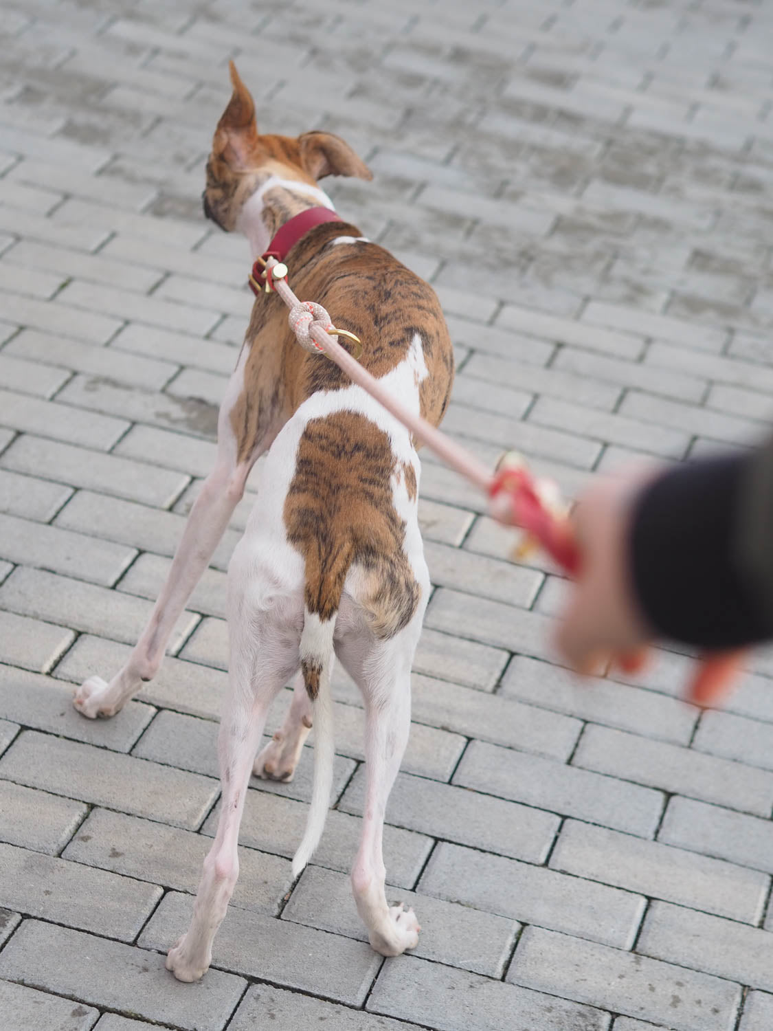 Dieses Bild ist Teil vom Blogartikel 'Mit 7 Tipps zur idealen Leinenführigkeit für deinen Hund und dich'. Es zeigt Ruby, wie sie Impulse an der Leine bekommt um ihre Leinenführigkeit zu verbessern.