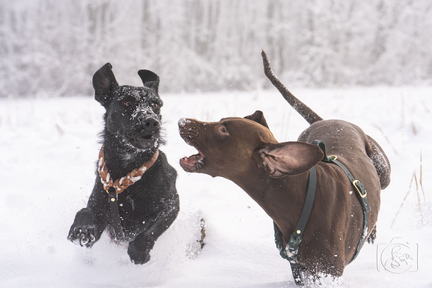 Dieses Bild ist Teil vom Blogartikel 'Mit 7 Tipps zur idealen Leinenführigkeit für deinen Hund und dich'. Es zeigt zwei Hunde, die gerade ihre Freizeit am Geschirr genießen.