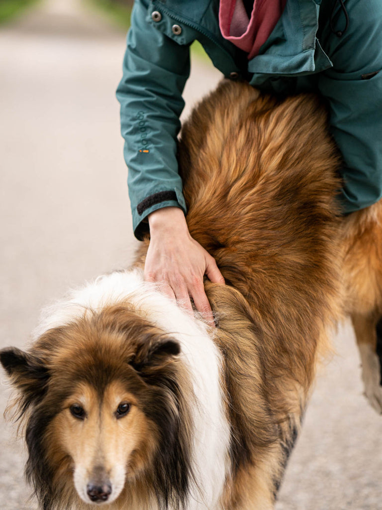 Dieses Bild ist Teil von dem Blogbeitrag 'Erste Hilfe für Hunde - Was tun bei Atemnot, Schock oder Wunden?' Es zeigt eine Möglichkeit die Atemwege von einem Hund frei zu machen.