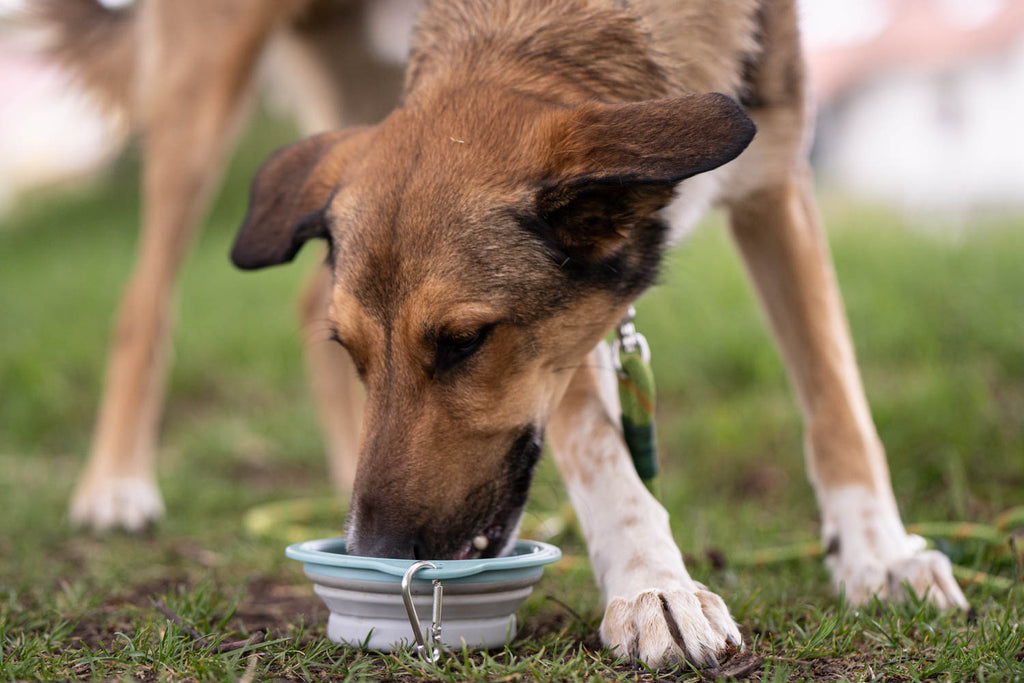 Dieses Bild ist Teil von dem Blogbeitrag 'Erste Hilfe für Hunde - Was tun bei Atemnot, Schock oder Wunden?' Es zeigt einen Hund, welcher nach Anstrengung Wasser drinkt.