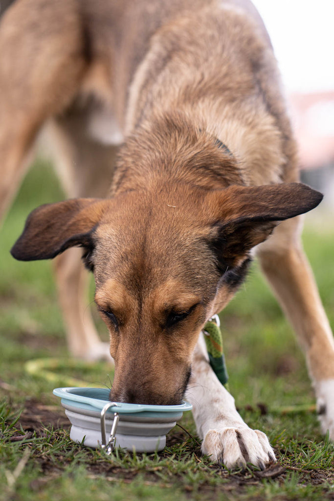 This image is part of the blog post 'First Aid for Dogs - What to do if you have shortness of breath, shock or wounds?' It shows a first aid measure in case of shock.