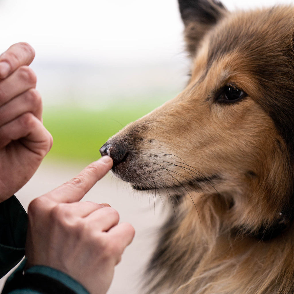 Dieses Bild ist Teil von dem Blogbeitrag 'Erste Hilfe für Hunde - Was tun bei Atemnot, Schock oder Wunden?' Es zeigt den First Aid Balsam von LILA LOVES IT.