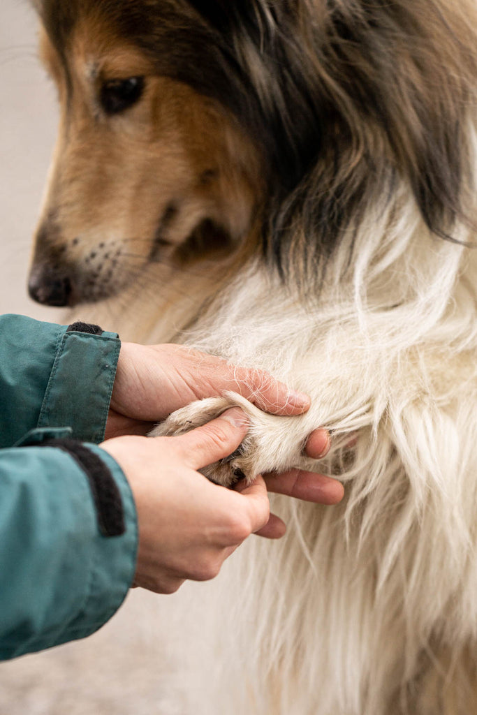 This image is part of the blog post 'First Aid for Dogs - What to do if you have shortness of breath, shock or wounds?' It shows how to properly apply a paw bandage.