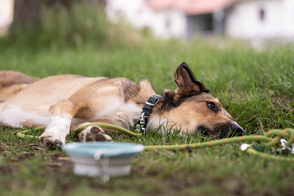 Dieses Bild ist Teil von dem Blogbeitrag 'Erste Hilfe für Hunde - Was tun bei Atemnot, Schock oder Wunden?' Es zeigt einen Hund nach Anstrengung.