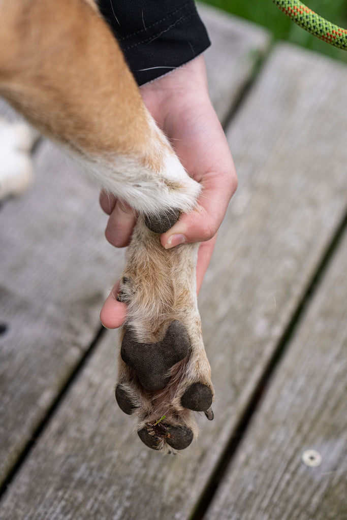 Dieses Bild ist Teil von dem Blogbeitrag 'Erste Hilfe für Hunde - Was tun bei Atemnot, Schock oder Wunden?' Es zeigt die Kontrolle auf Wunden beim Hund.