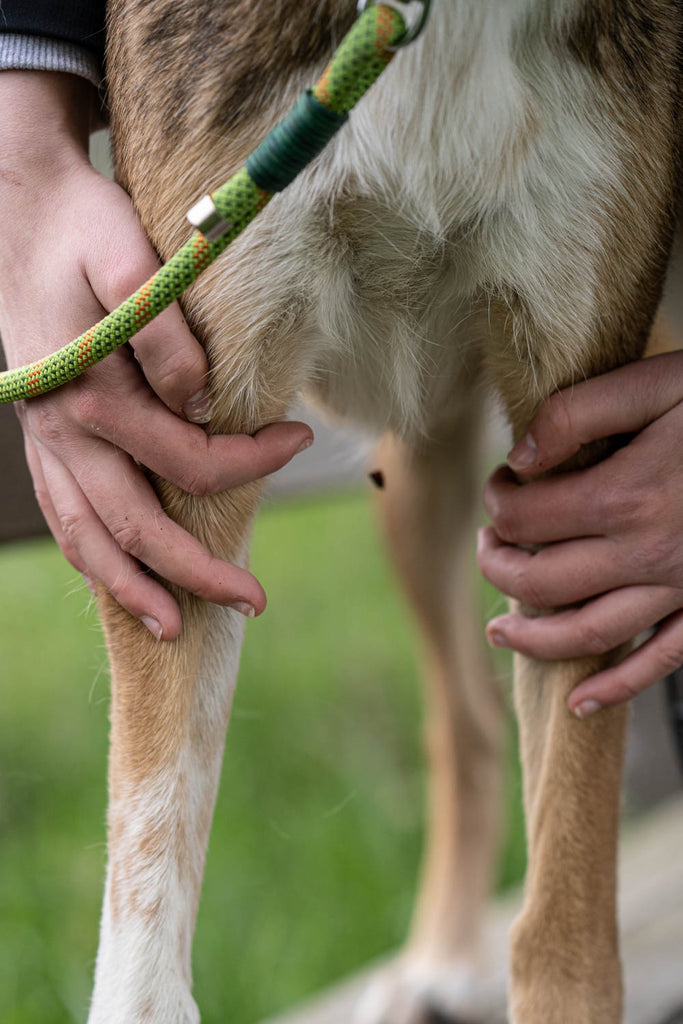 Dieses Bild ist Teil von dem Blogbeitrag 'Erste Hilfe für Hunde - Was tun bei Atemnot, Schock oder Wunden?' Es zeigt die Kontrolle auf Wunden beim Hund.