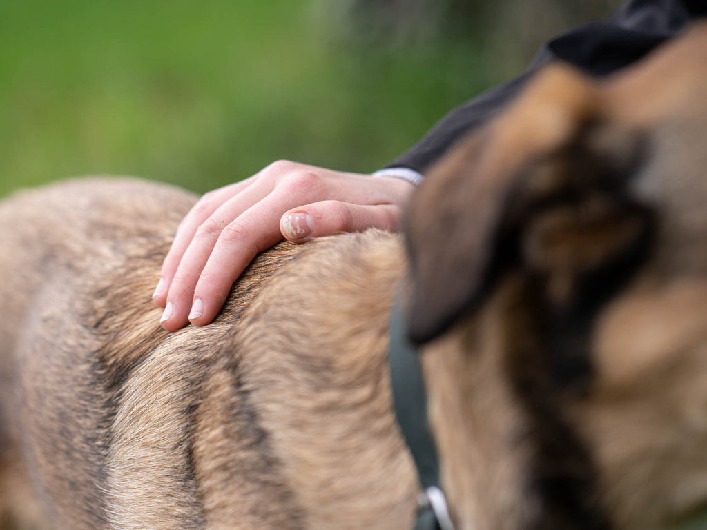 Dieses Bild ist Teil von dem Blogbeitrag 'Erste Hilfe für Hunde - Was tun bei Atemnot, Schock oder Wunden?' Es zeigt die Kontrolle auf Wunden beim Hund.