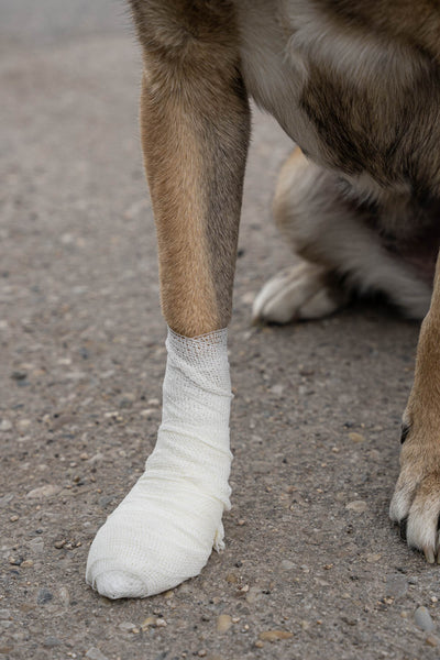 This image is part of the blog post 'First Aid for Dogs - What to do if you have shortness of breath, shock or wounds?' It shows how to properly apply a paw bandage.