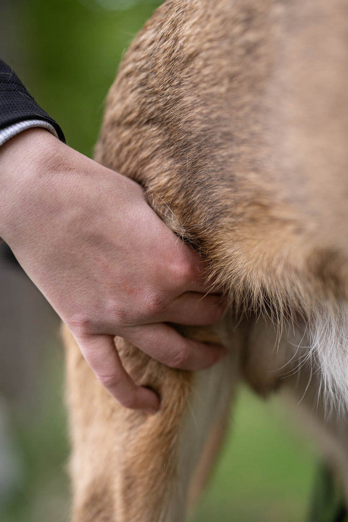 Dieses Bild ist Teil von dem Blogbeitrag 'Erste Hilfe für Hunde - Was tun bei Atemnot, Schock oder Wunden?' Es zeigt wie man den Puls bei einem Hund misst.