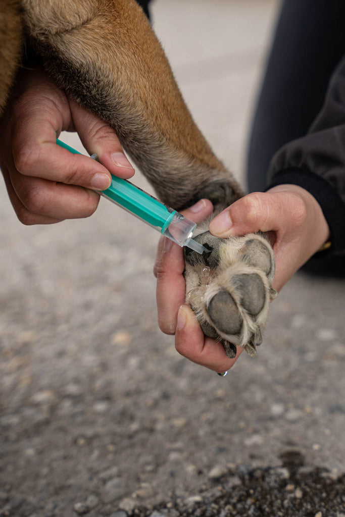 Dieses Bild ist Teil von dem Blogbeitrag 'Erste Hilfe für Hunde - Was tun bei Atemnot, Schock oder Wunden?' Es zeigt das Spülen einer Wunde beim Hund.