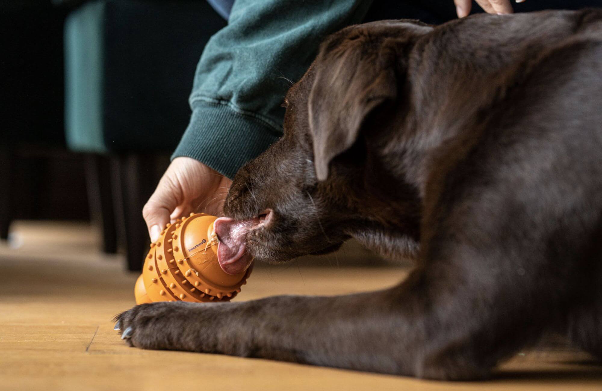 Hund spielt mit Spielzeug aus Naturkautschuk