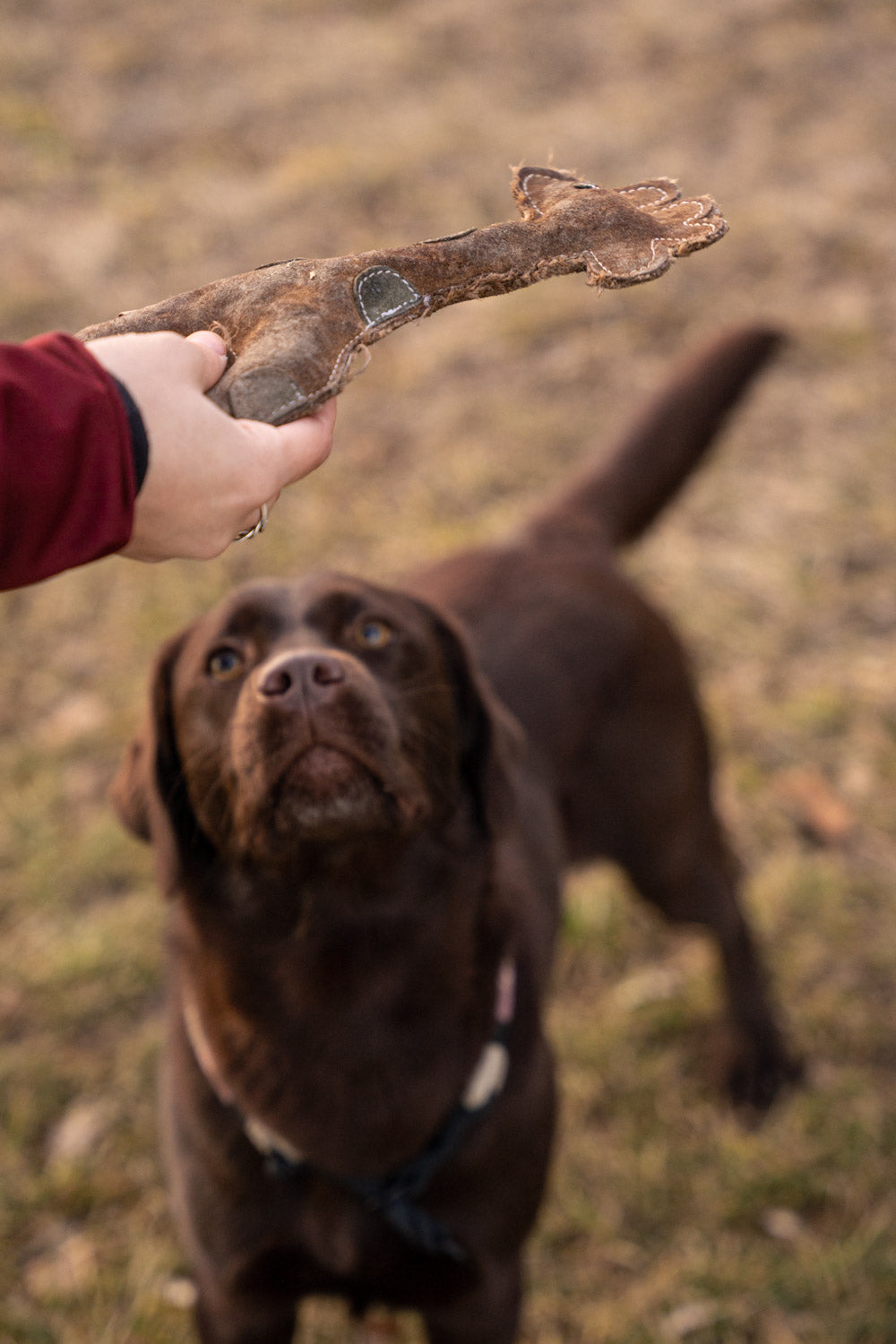 With double recall, as the name suggests, your dog has two signals to be called back. The first command is a reorientation signal or anchor signal and the second is the recall signal. This picture shows a leather NufNuf toy used for training.