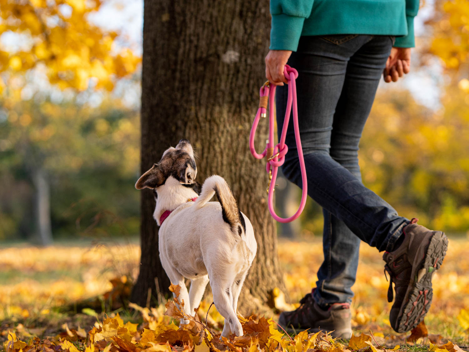 With double recall, as the name suggests, your dog has two signals to be called back. The first command is a reorientation signal or anchor signal and the second is the recall signal. This picture shows a dog owner taking his dog for a relaxed walk.