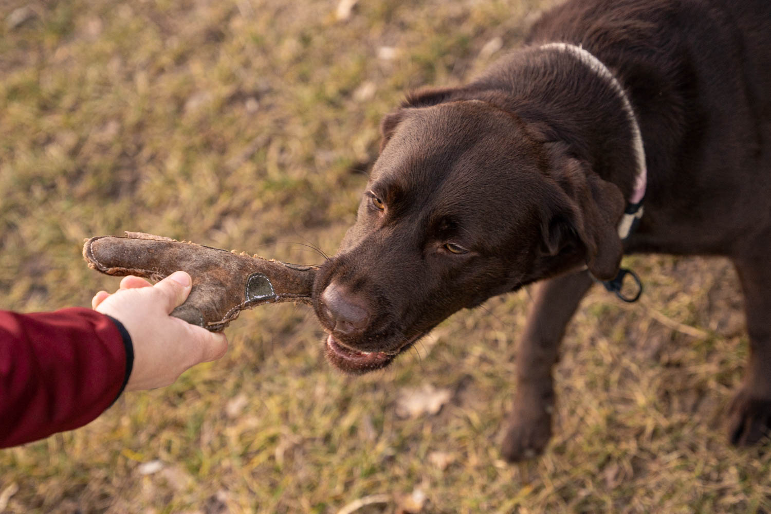 Beim doppelten Rückruf hat dein Hund, wie der Name sagt, zwei Signale um zurückgerufen zu werden. Das erste Kommando ist ein Umorientierungssignal oder Ankersignal und das Zweite das Rückrufsignal. Dieses Bild zeigt einen Hunde, welcher mit einem Spielzeug im Training belohnt wird.