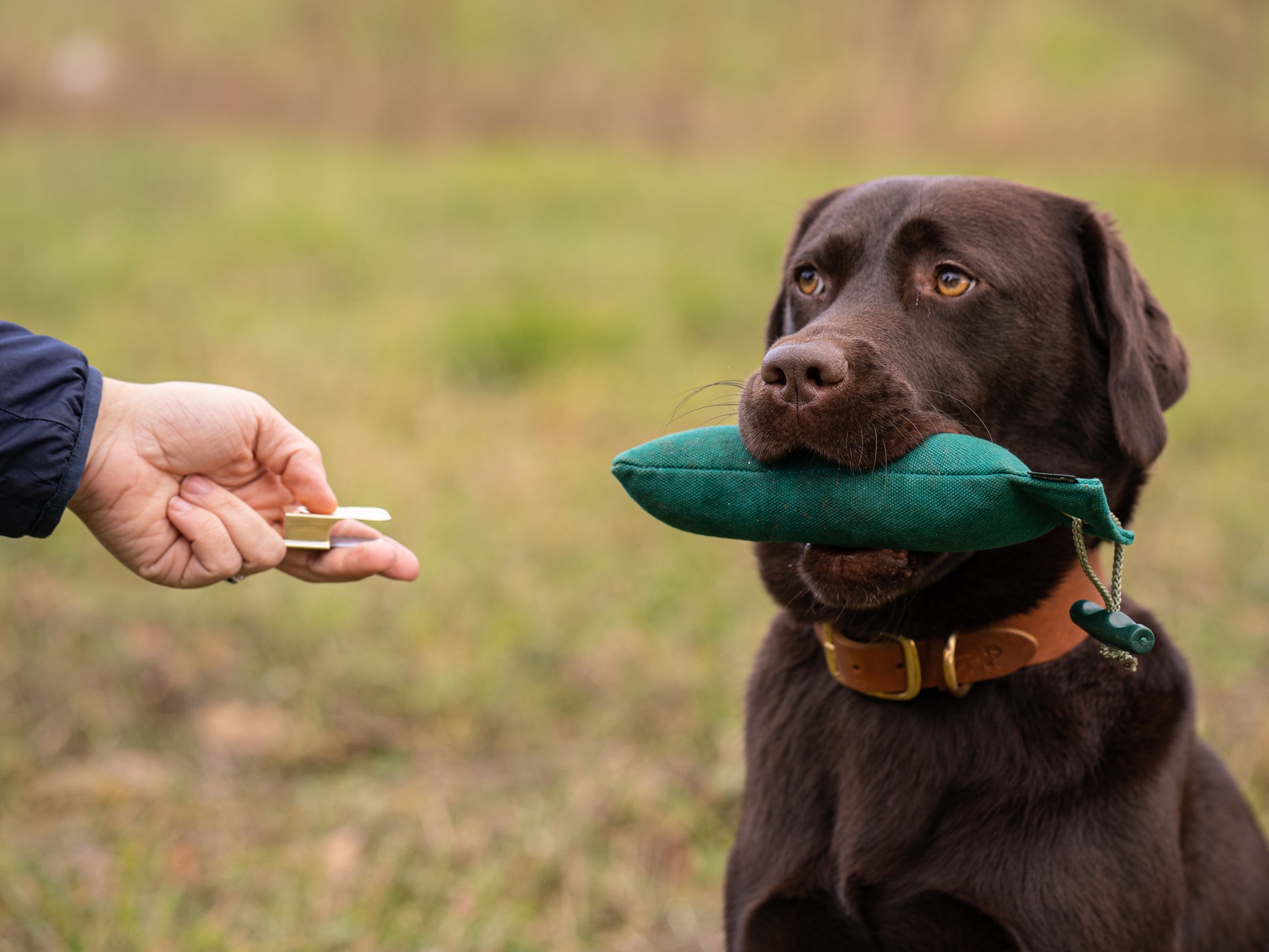 Auf diesem Bild sieht man einen Labrador beim Dummytraining. Er übt mit einem 250g Dummy von Romneys die korrekte Dummyarbeit.