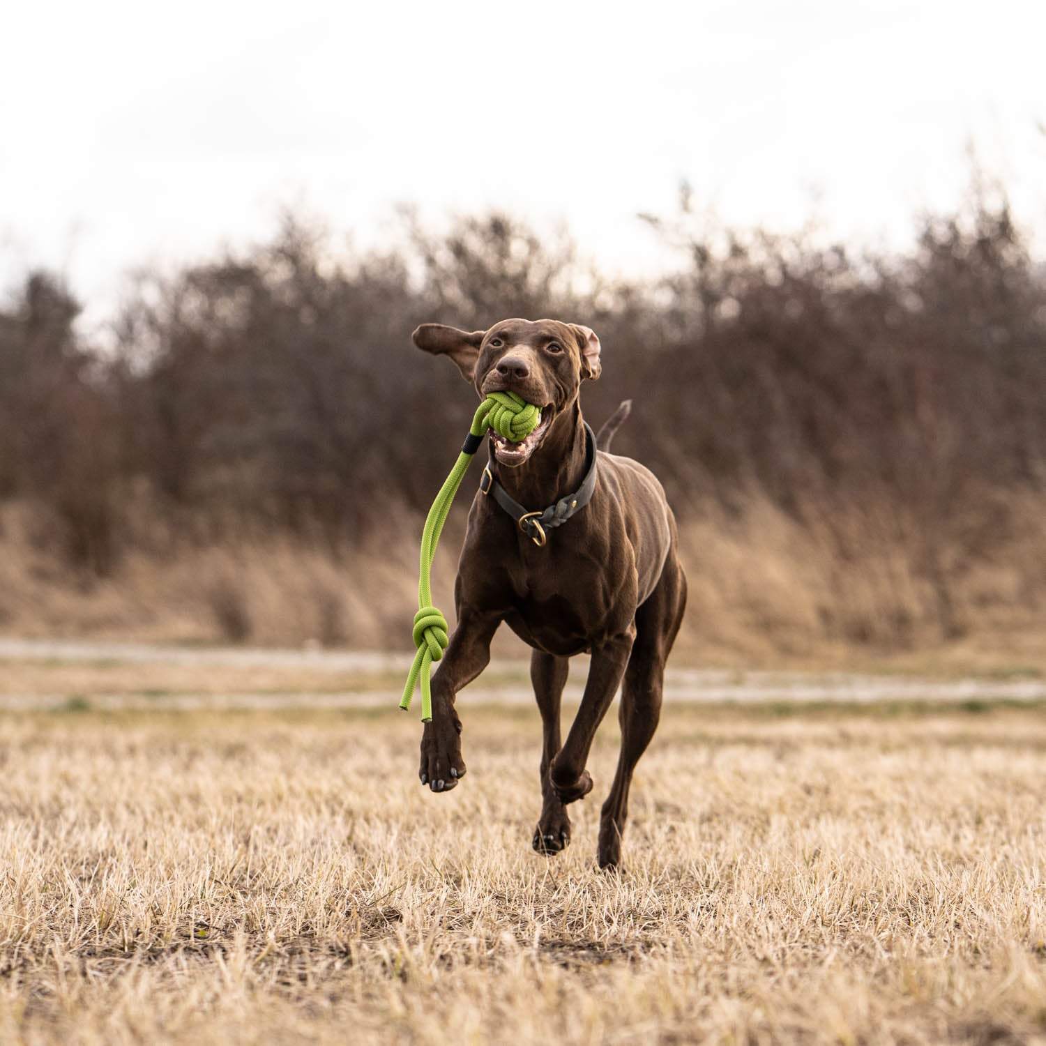 In this picture you can see a German Wirehaired Pointer mix doing dummy training. He plays with a climbing rope ball from PAWSOME dog accessories.