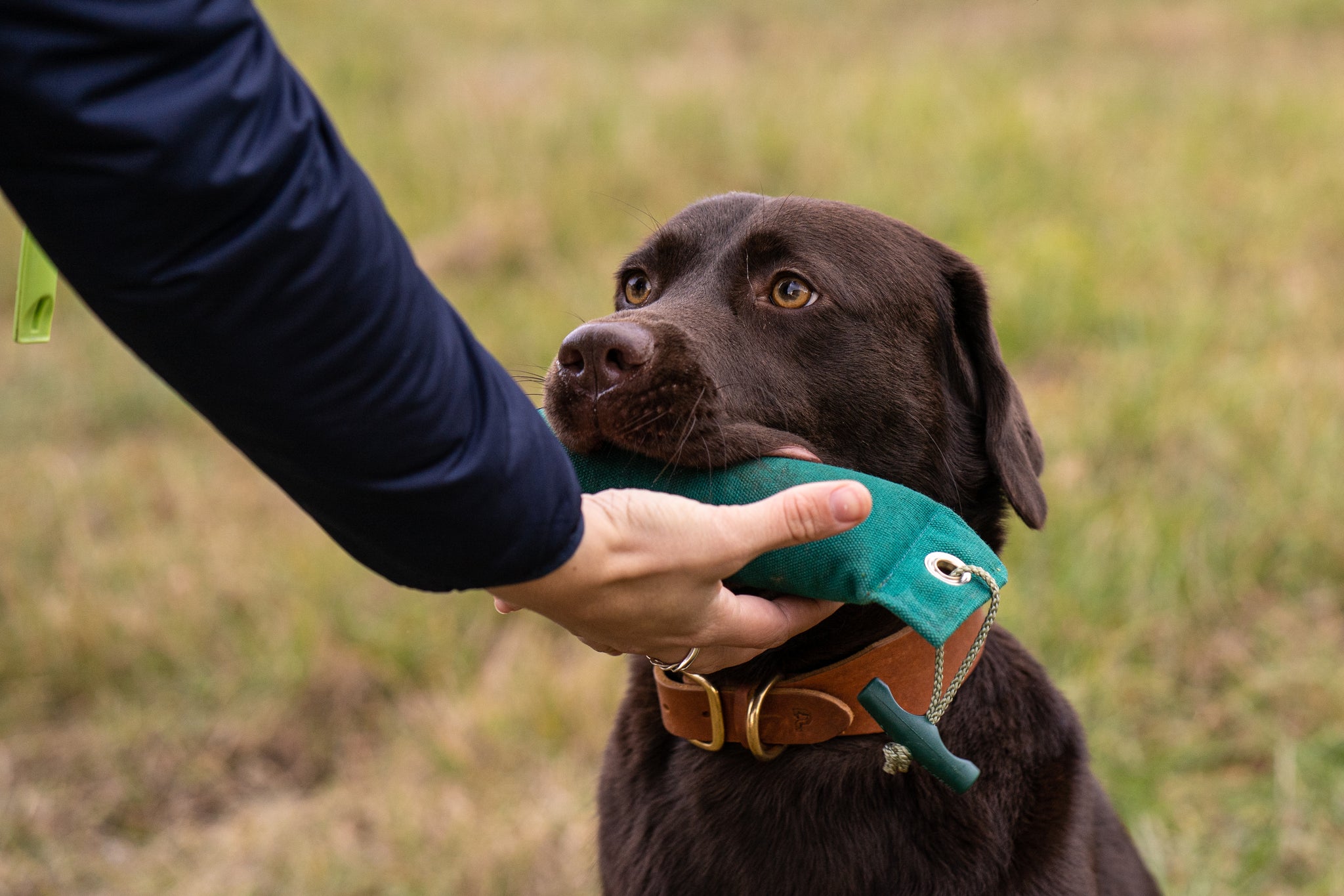 In this picture you can see a Labrador doing dummy training. He practices correct dummy work with a 250g dummy from Romneys.