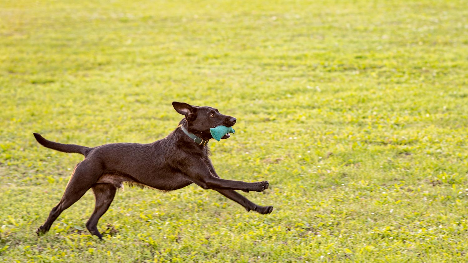 In this picture you can see a Labrador mix doing dummy training. He practices correct dummy work with a 250g dummy from Romneys.