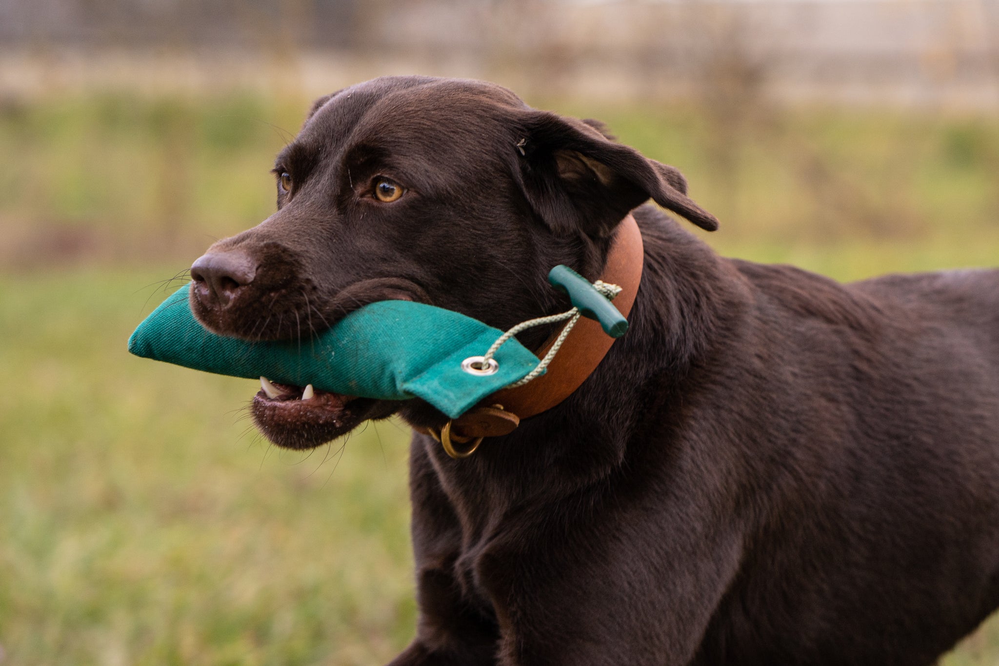 This week's second part of the series 'Dummy training for beginners' is about the classic tasks in dummy training, such as instructing, marking and searching for lost items. Some creative ideas for daily dummy training are also a must.