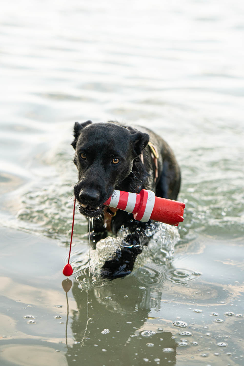 This week's second part of the series 'Dummy training for beginners' is about the classic tasks in dummy training, such as instructing, marking and searching for lost items. Some creative ideas for daily dummy training are also a must.