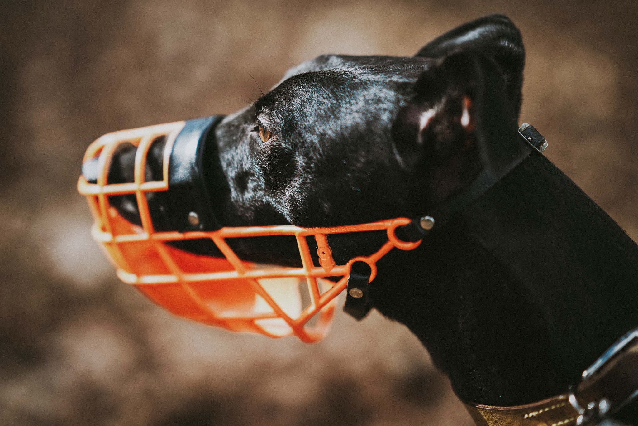This photo shows a dog with a muzzle. It is part of the blog post 'A Plea for the Muzzle'. The collar and leash are from PAWSOME dog accessories. Photo by <a href="https://unsplash.com/@anniespratt?utm_source=unsplash&amp;utm_medium=referral&amp;utm_content=creditCopyText">Annie Spratt</a> on <a href="https://unsplash.com /s/photos/muzzle?utm_source=unsplash&amp;utm_medium=referral&amp;utm_content=creditCopyText">Unsplash</a>