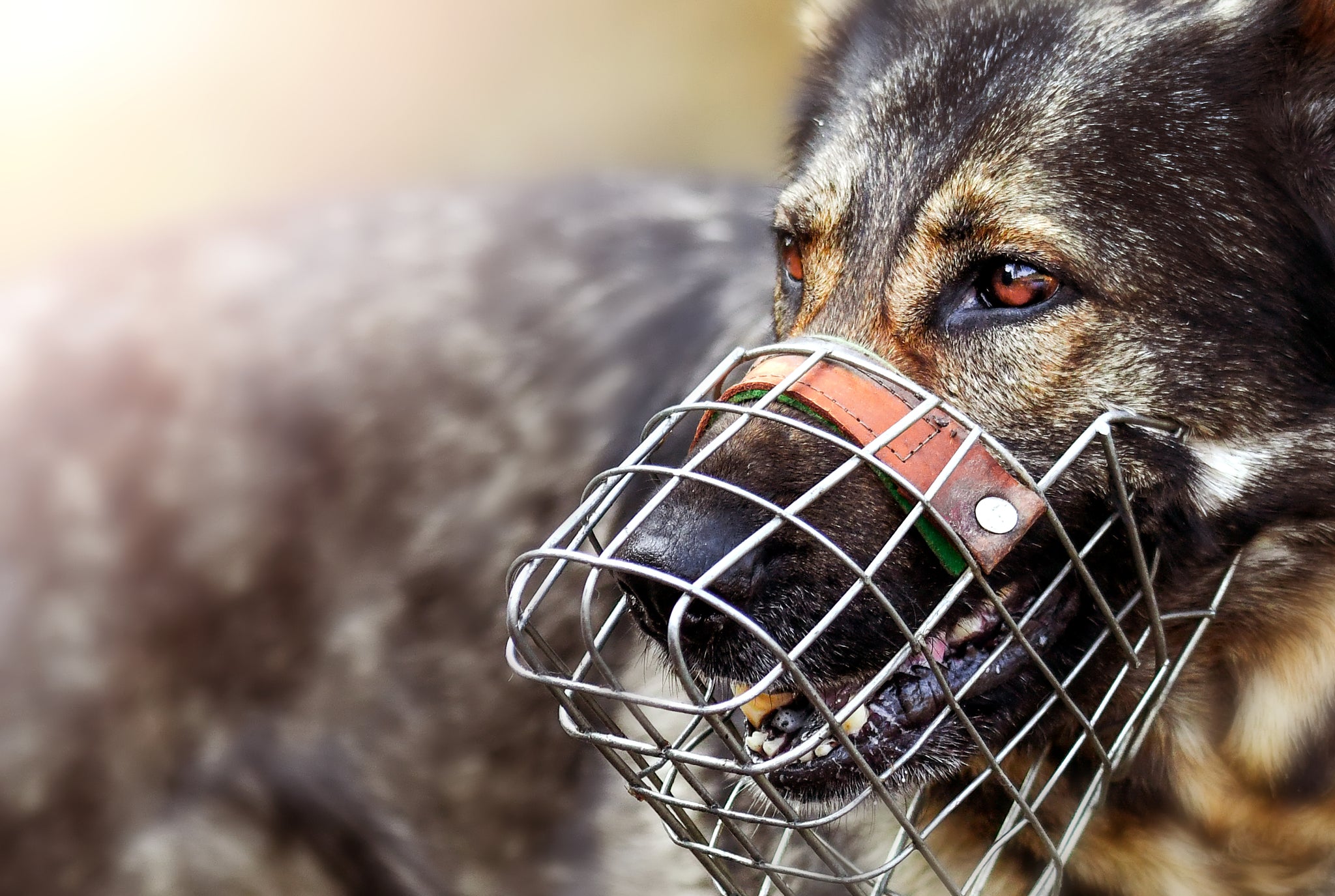 This photo shows a dog with a muzzle. It is part of the blog post 'A Plea for the Muzzle'. The collar and leash are from PAWSOME dog accessories.