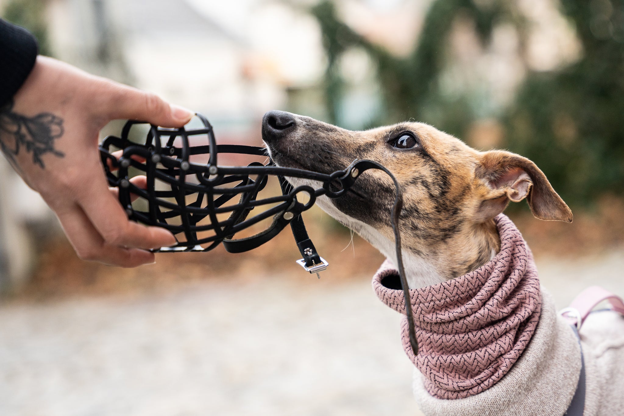 This photo shows a dog with a muzzle. It is part of the blog post 'A Plea for the Muzzle'. The collar and leash are from PAWSOME dog accessories.