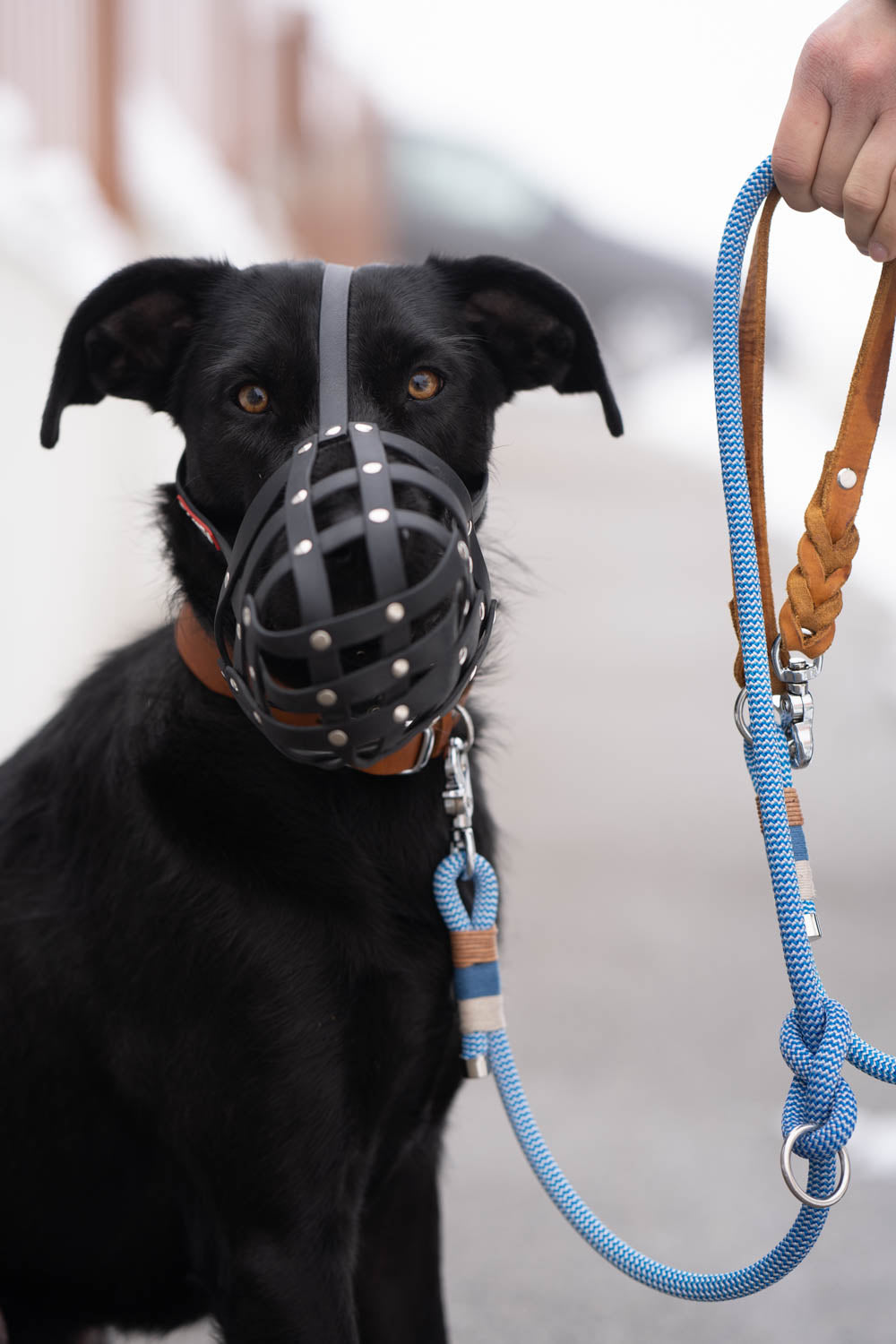 This photo shows a dog with a muzzle. It is part of the blog post 'A Plea for the Muzzle'. The collar and leash are from PAWSOME dog accessories.