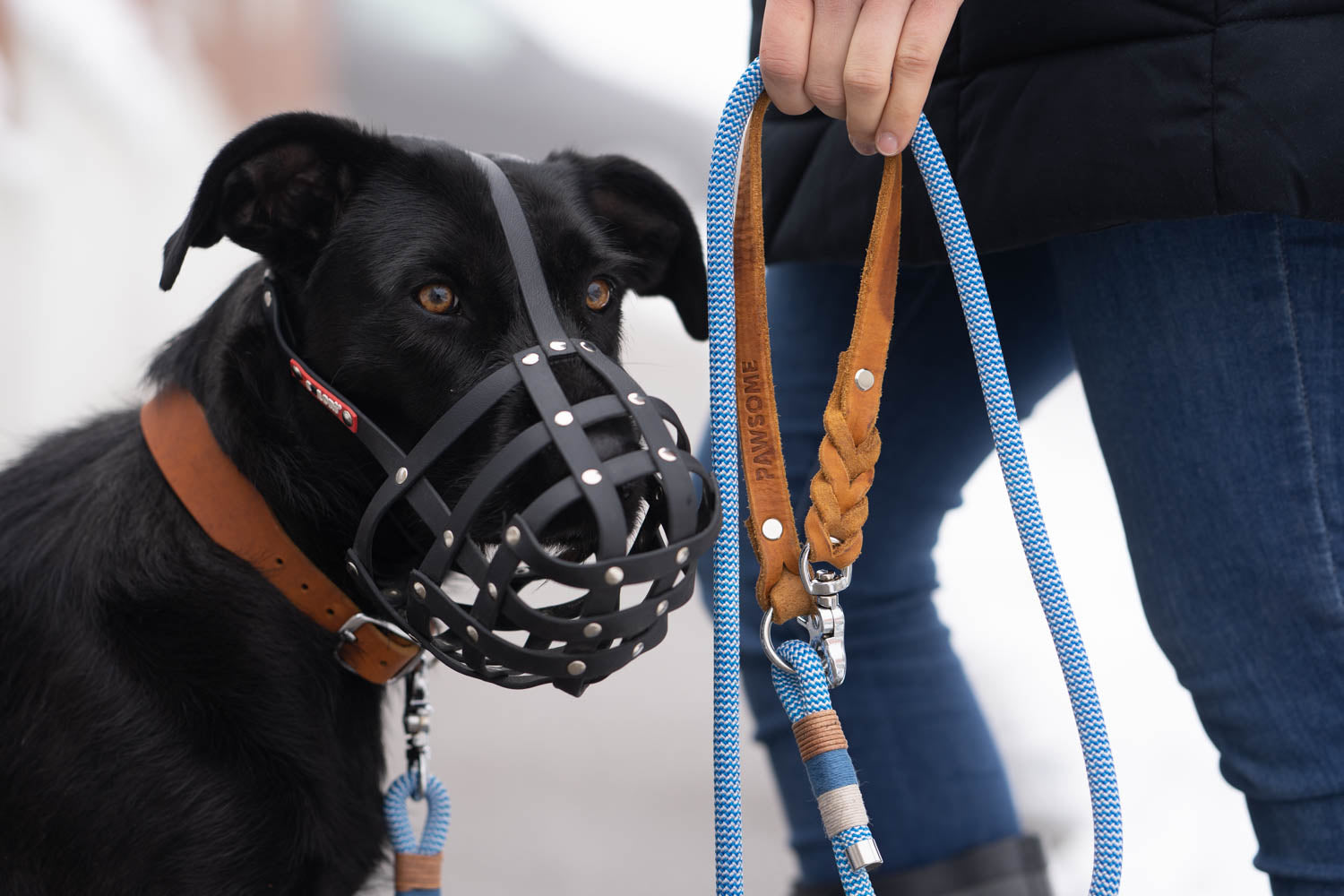 This photo shows a dog with a muzzle. It is part of the blog post 'A Plea for the Muzzle'. The collar and leash are from PAWSOME dog accessories.