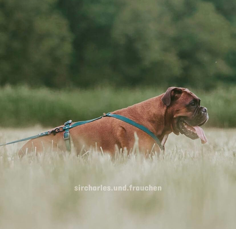 Hundegeschirr aus Biothane im Pawsome Hundezubehör Shop Wien