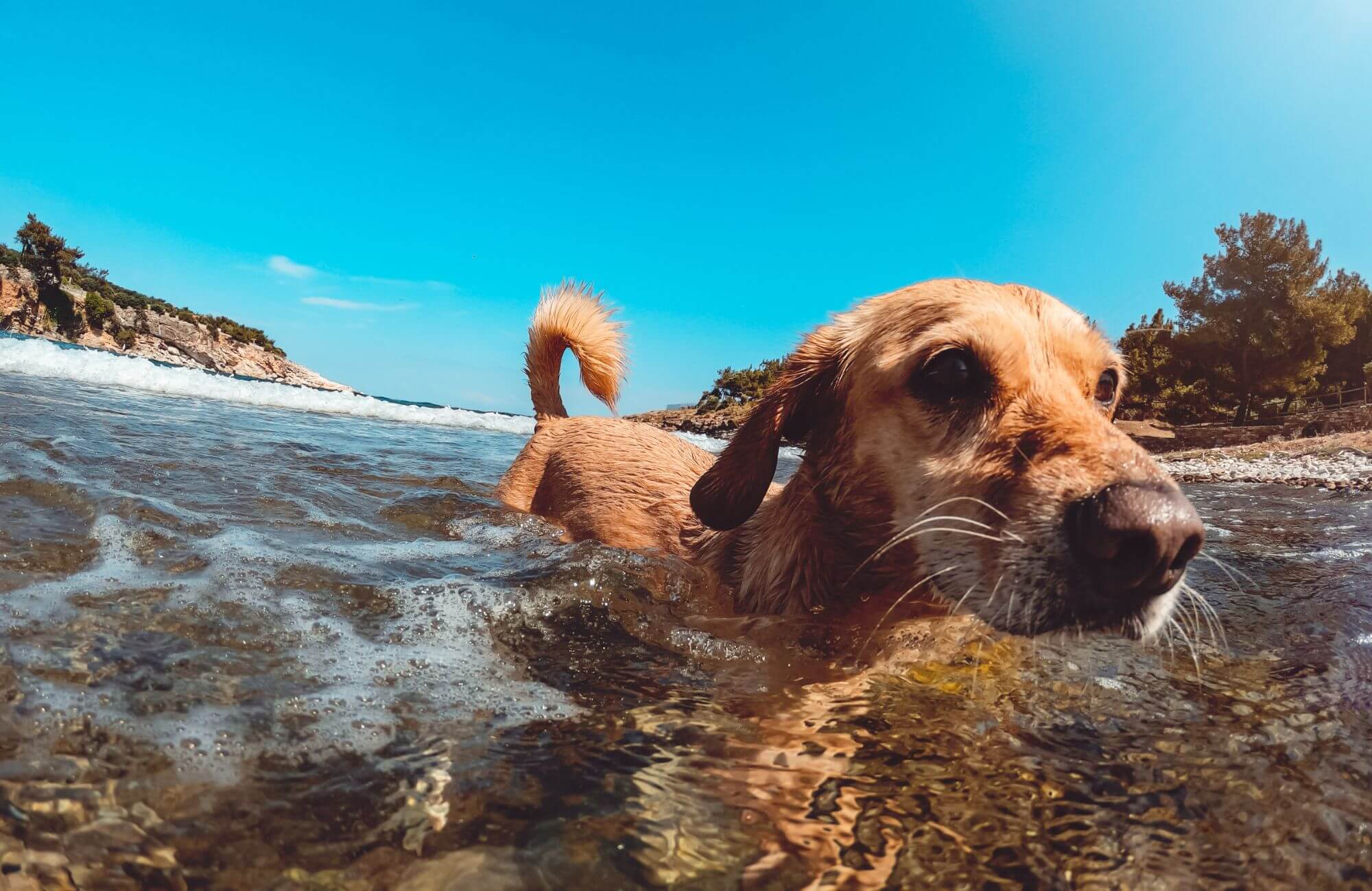 Schwimmender Hund