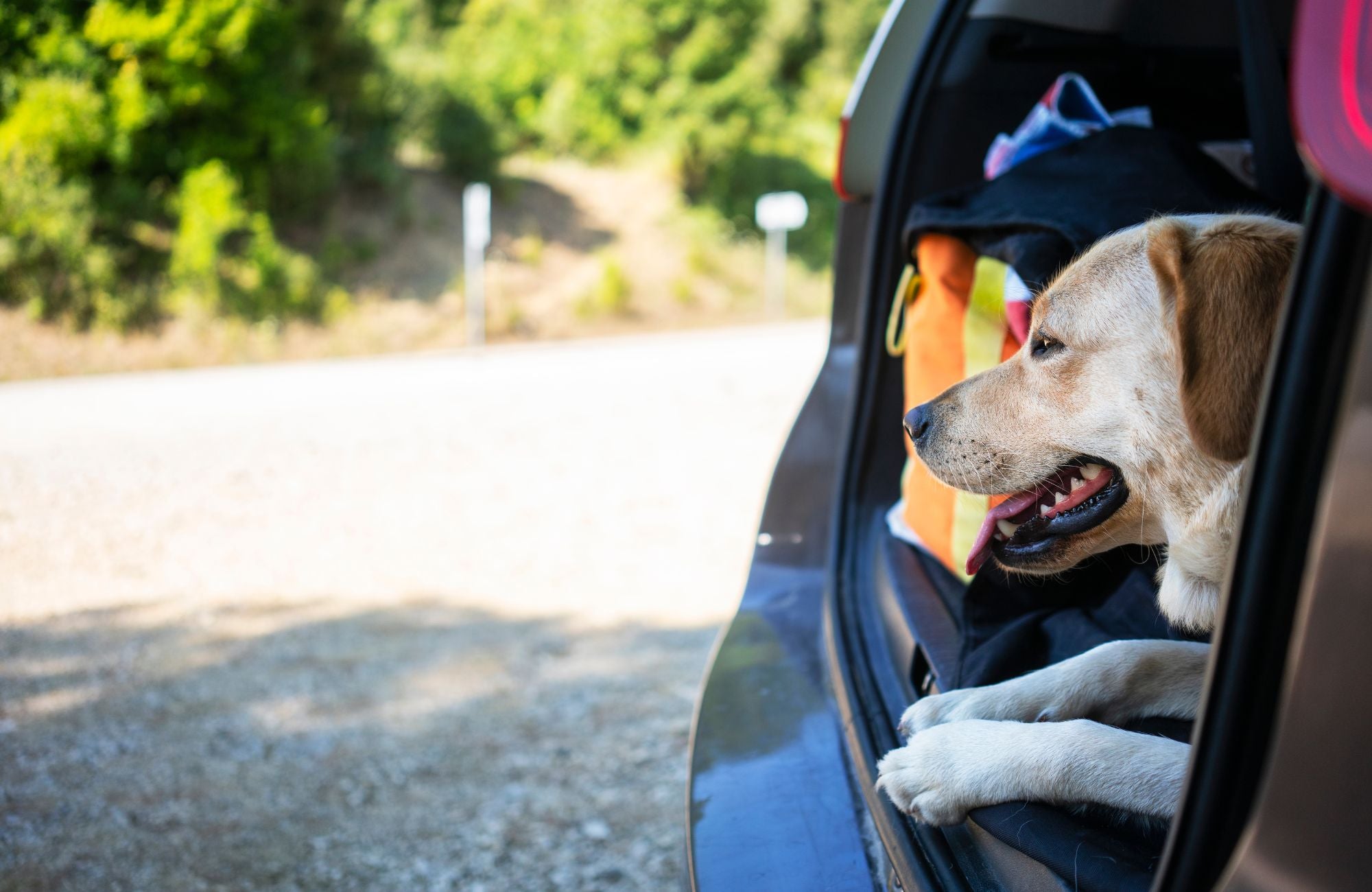 Hund in Kofferraum