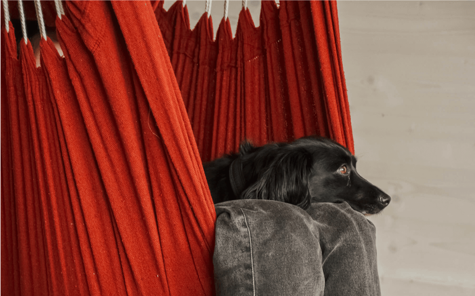 Impulskontrolle bei Hunden im Pawsome Blog
