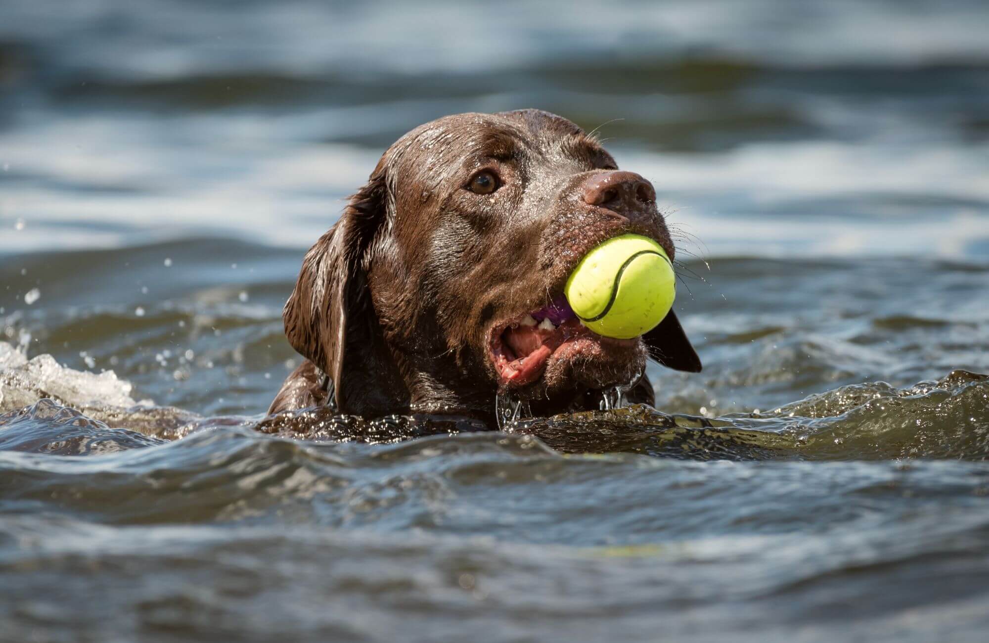 Junghund im Wasser